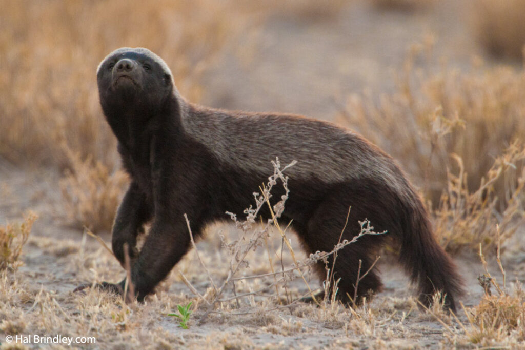 Facts about the crazy honey badger