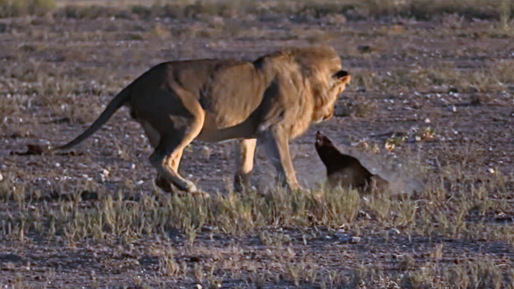 Honey Badger vs lions