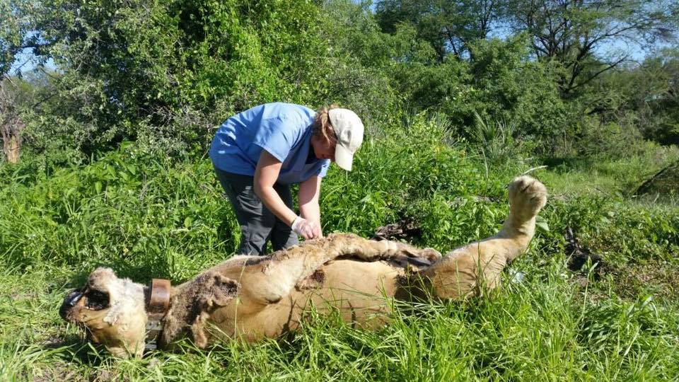 Mass poisoning of Lions at Ruaha National Park