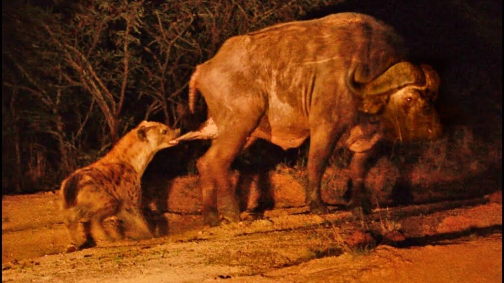 hyena vs buffalo