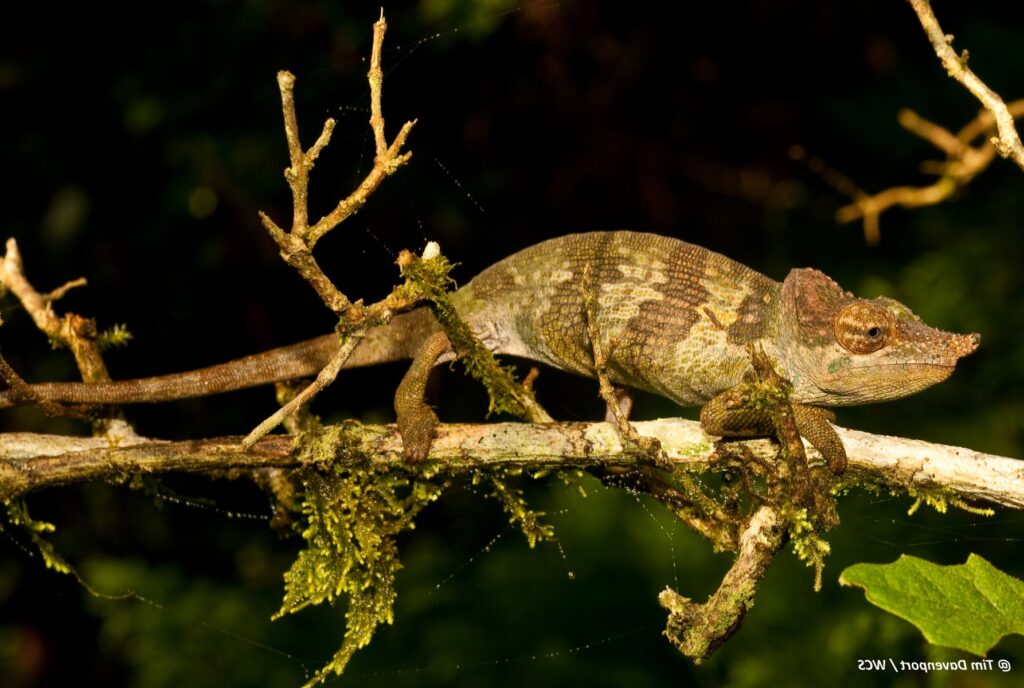 new chameleon species, kinyongia msuyae