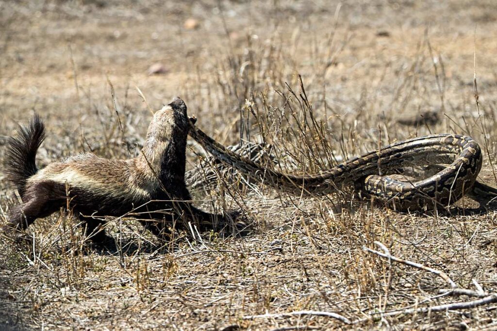 Honey Badger vs snake cobra